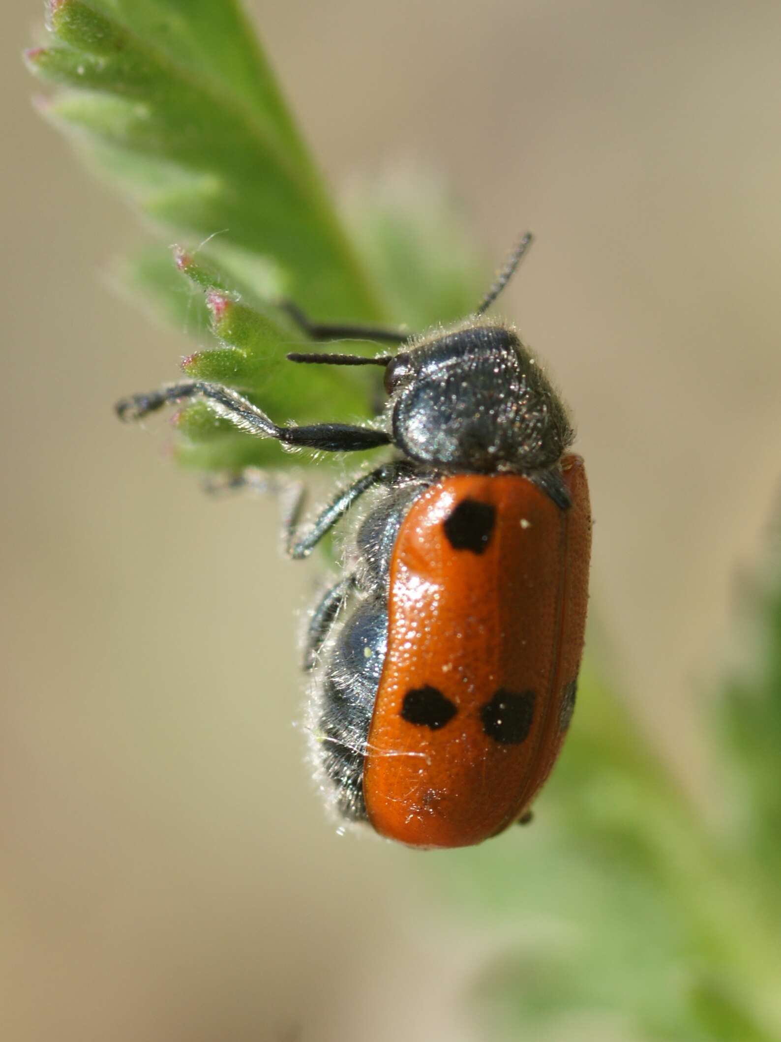 Image of Lachnaia tristigma