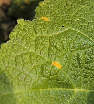 Image of <i>Puccinia malvacearum</i> Bertero ex Mont. 1852
