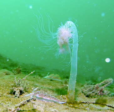 Image of fairy palm hydroid