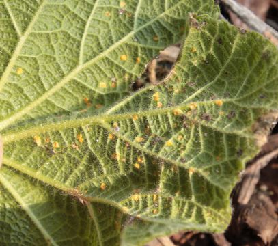 Image of <i>Puccinia malvacearum</i> Bertero ex Mont. 1852