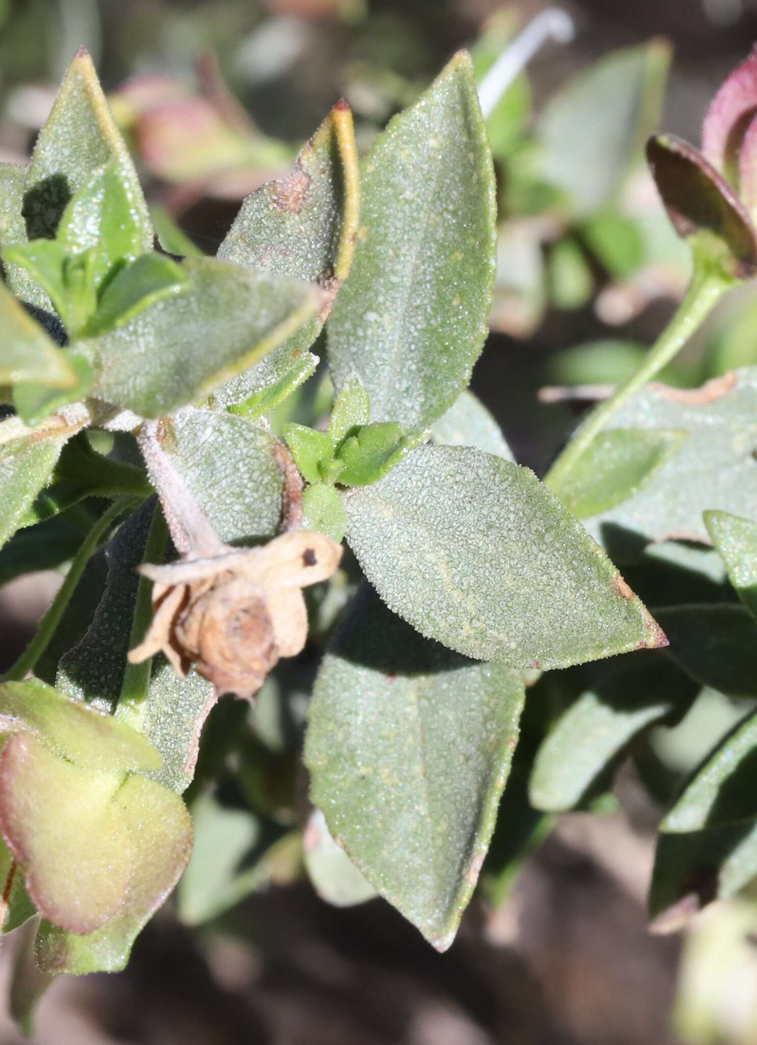 Imagem de Eremophila georgei Diels