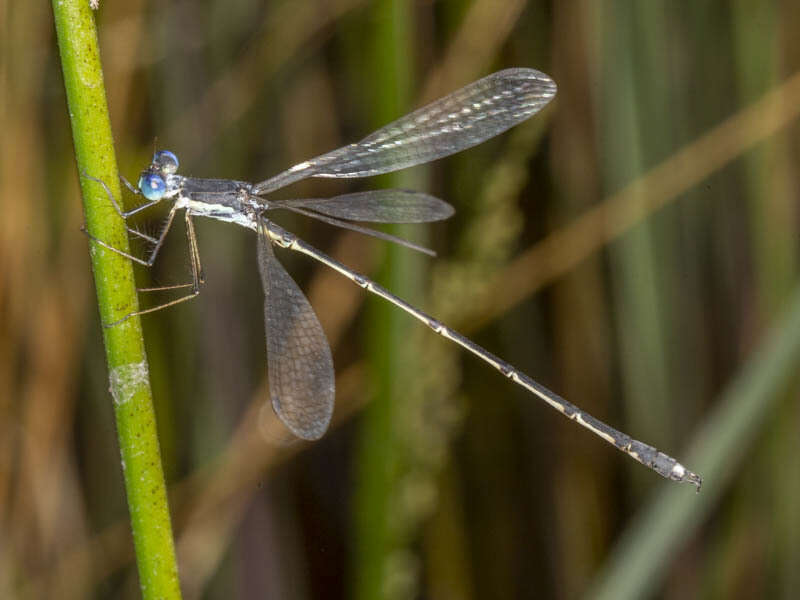 Imagem de Lestes pinheyi Fraser 1955