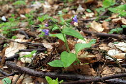 Image of Pulmonaria obscura Dumort.