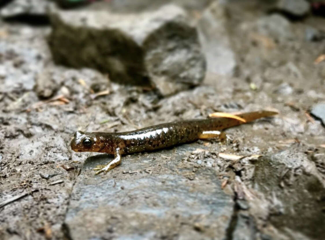 Image of Cascade Torrent Salamander