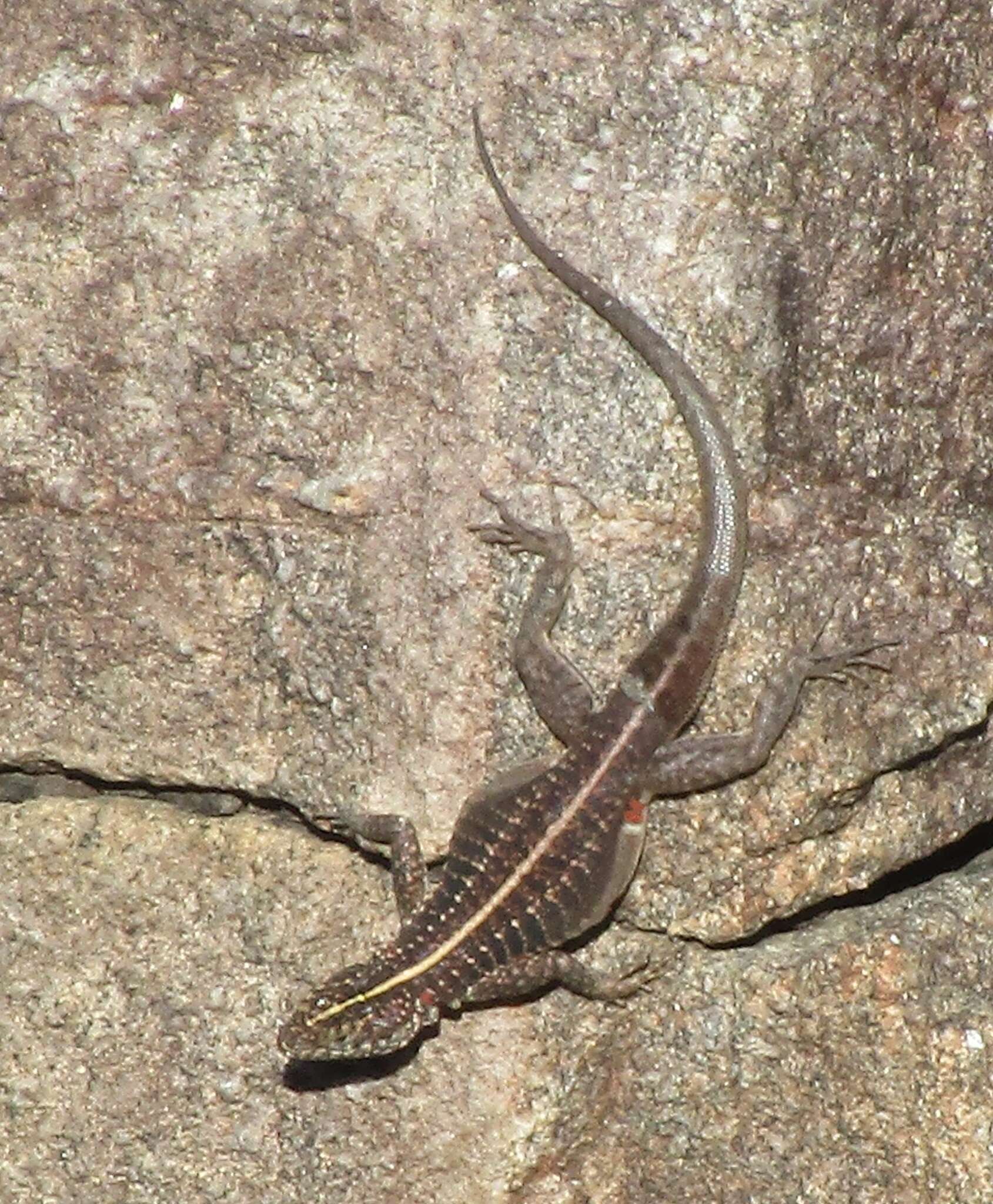 Image of Striped Lava Lizard