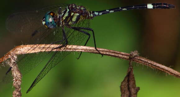 Notiothemis Ris 1919 resmi