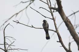 Image of Eastern Plantain-eater