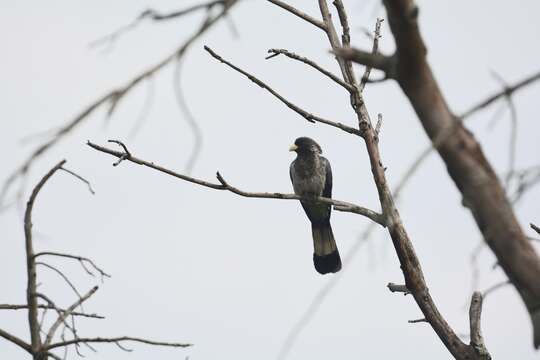 Image of Eastern Plantain-eater