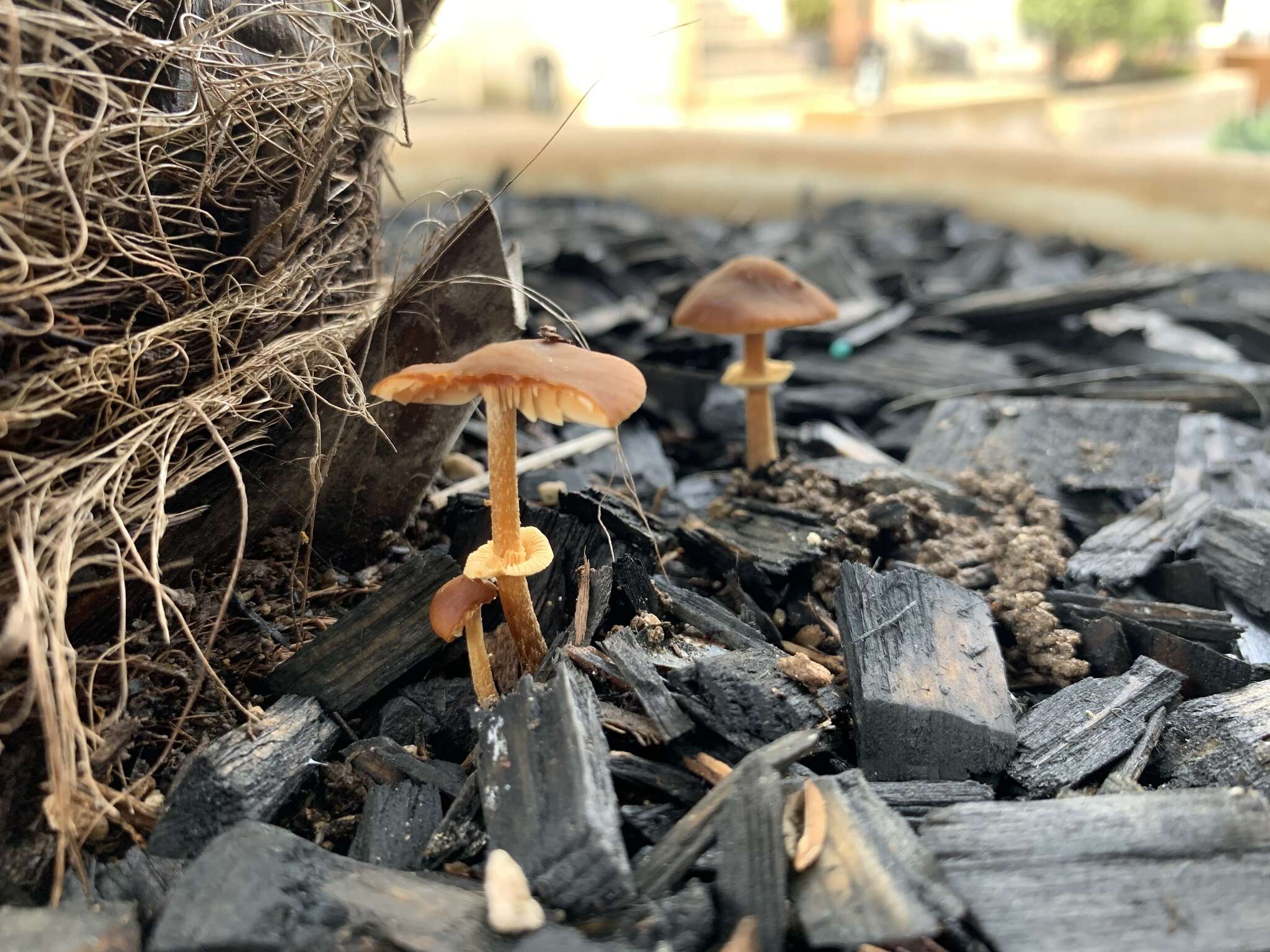 Image of Conocybe rugosa (Peck) Watling 1981