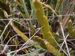 Image de Carmichaelia corrugata Colenso