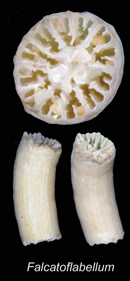 Image of Flabellidae