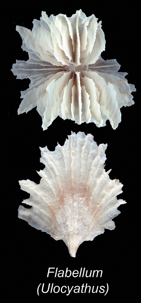Image of fan corals