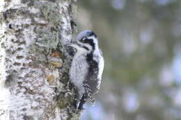 Image of Eurasian Three-toed Woodpecker