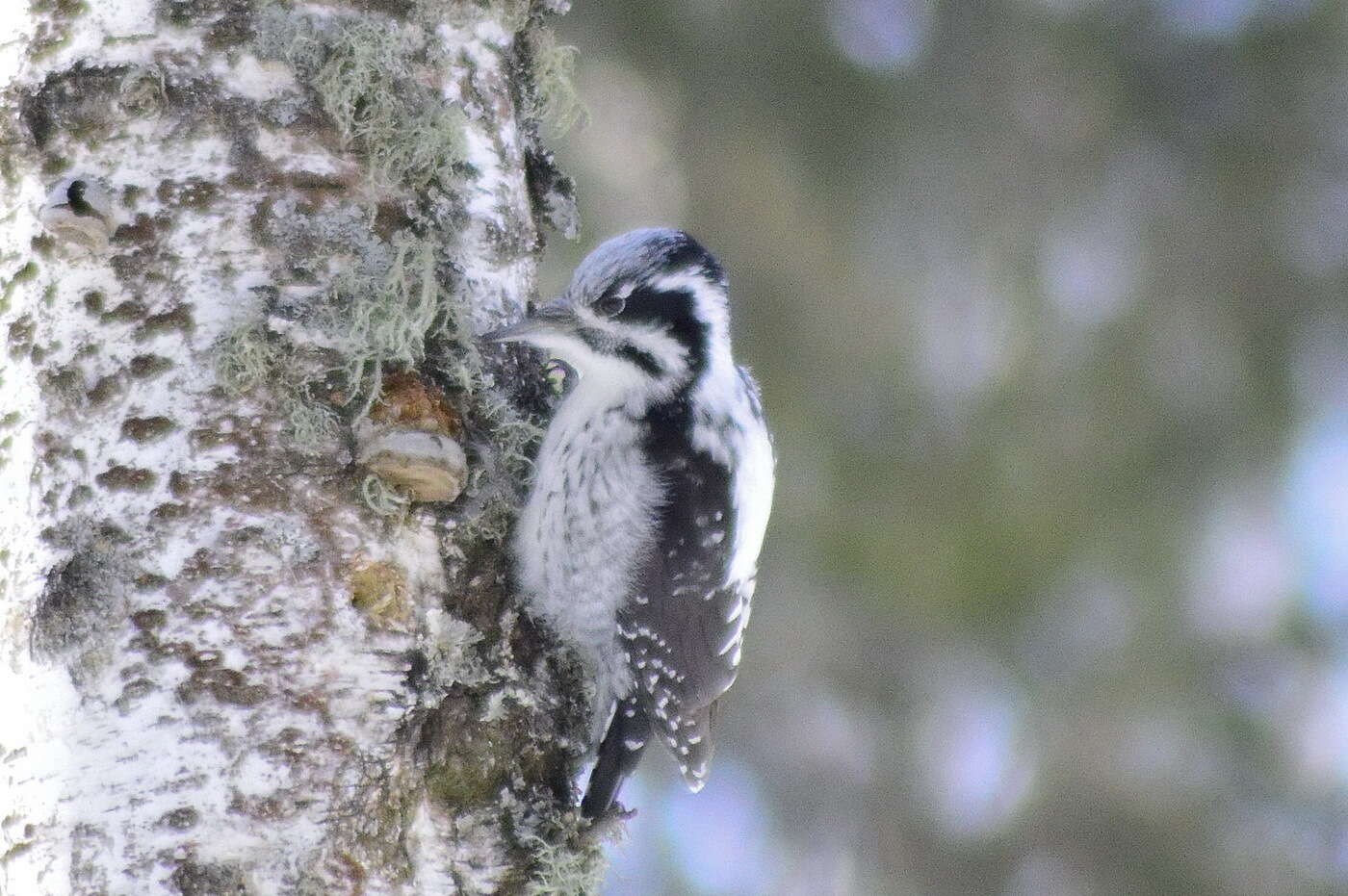 Image of Eurasian Three-toed Woodpecker