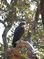 Image of Banded Snake-Eagle