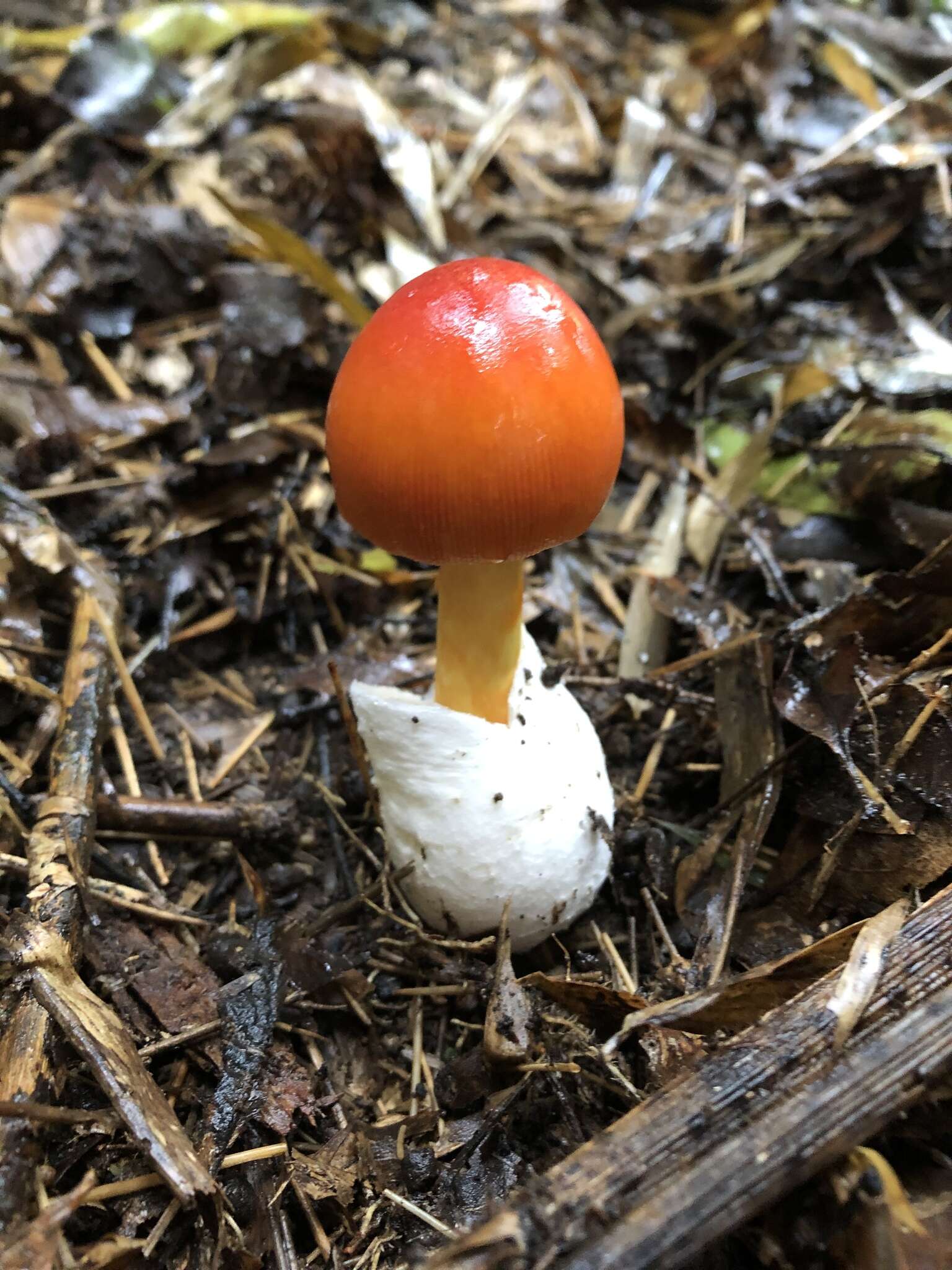 Image of Amanita hemibapha (Berk. & Broome) Sacc. 1887