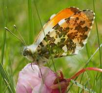 Image of orange tip