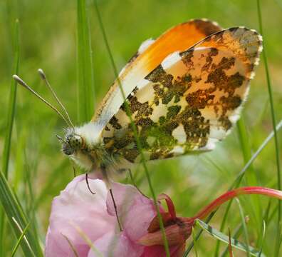 Image of orange tip