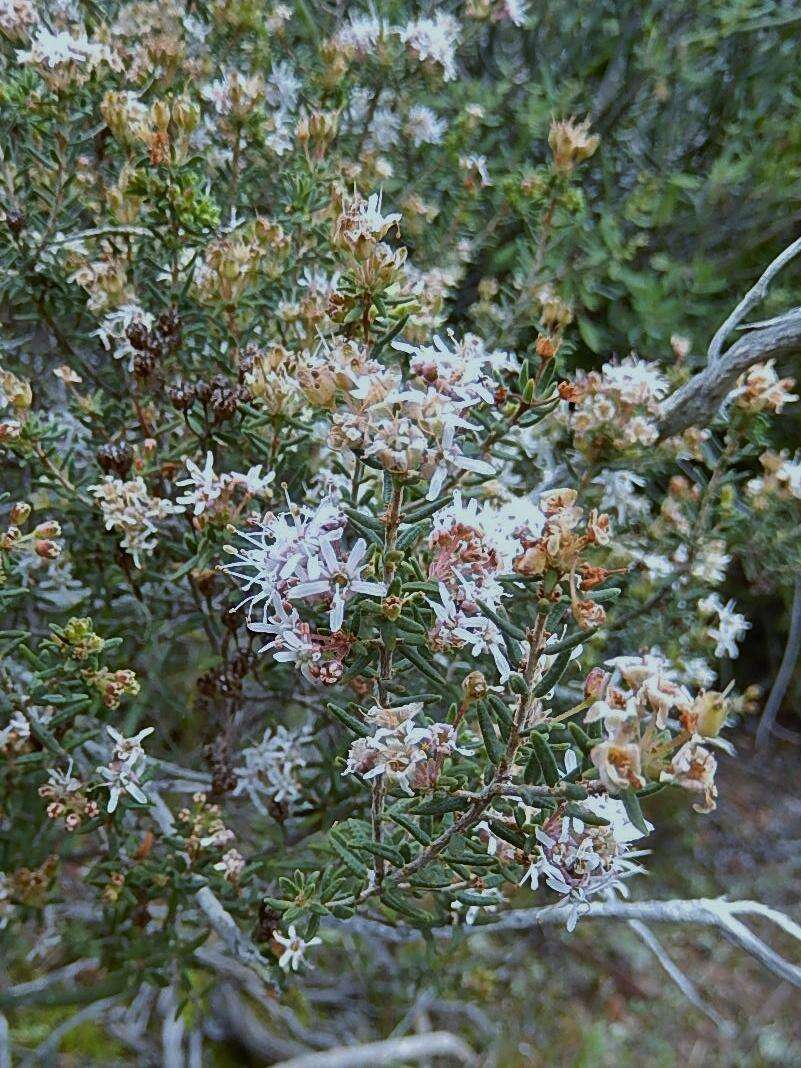 Image of Agathosma foetidissima (Bartl. & Wendl.) Steud.