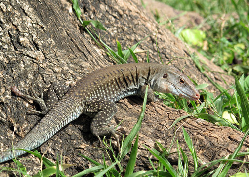 Image of Puerto Rican Giant Ameiva
