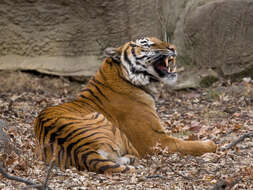 Image of Panthera tigris jacksoni