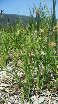 Image of Alaska Long-Awn Sedge