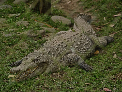 Imagem de Crocodylus acutus (Cuvier 1807)