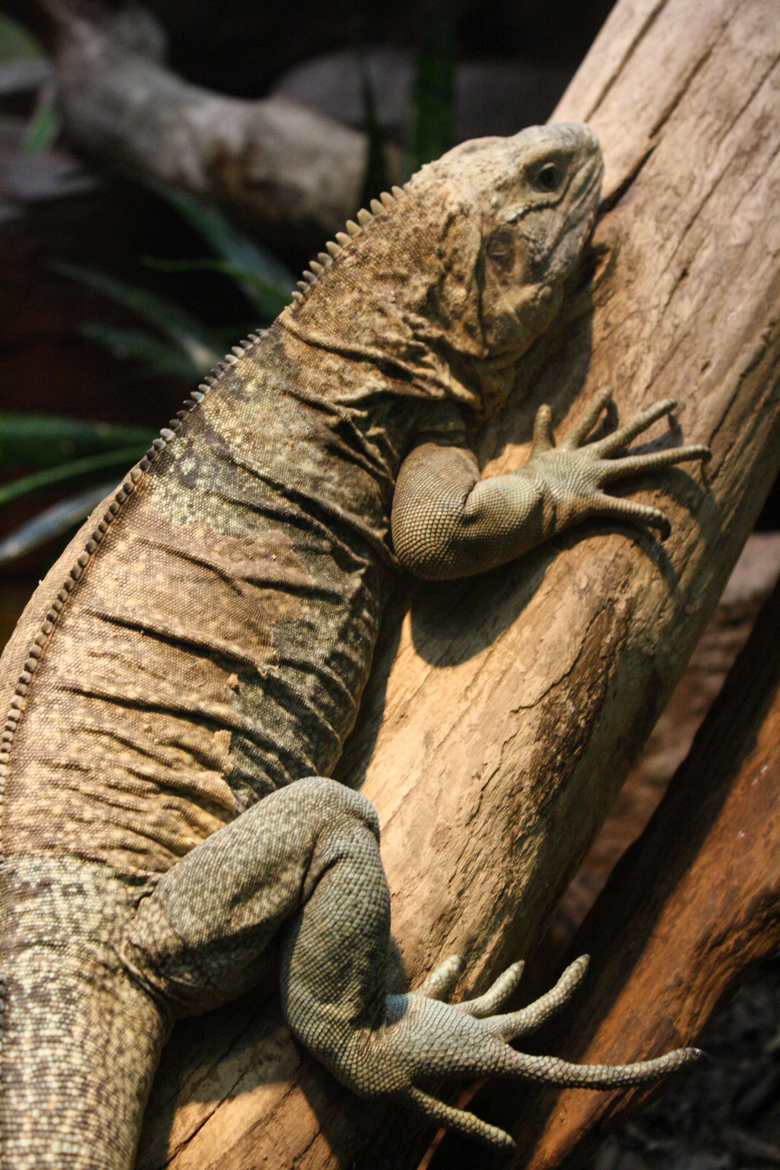 صورة Cyclura collei Gray 1845