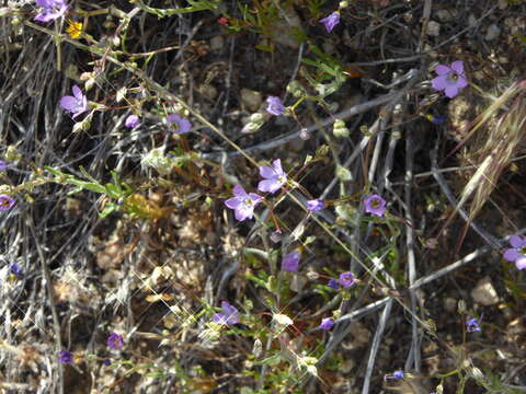 Image of volcanic gilia