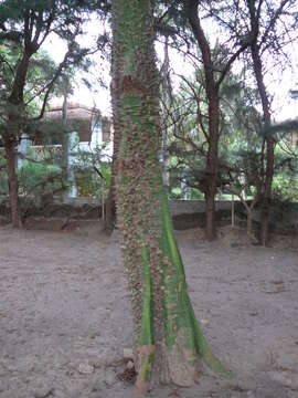 Image of kapoktree