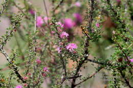 Image de Mimosa zygophylla A. Gray