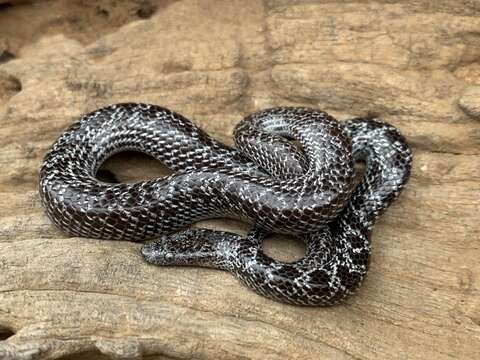 صورة Lycophidion variegatum Broadley 1969