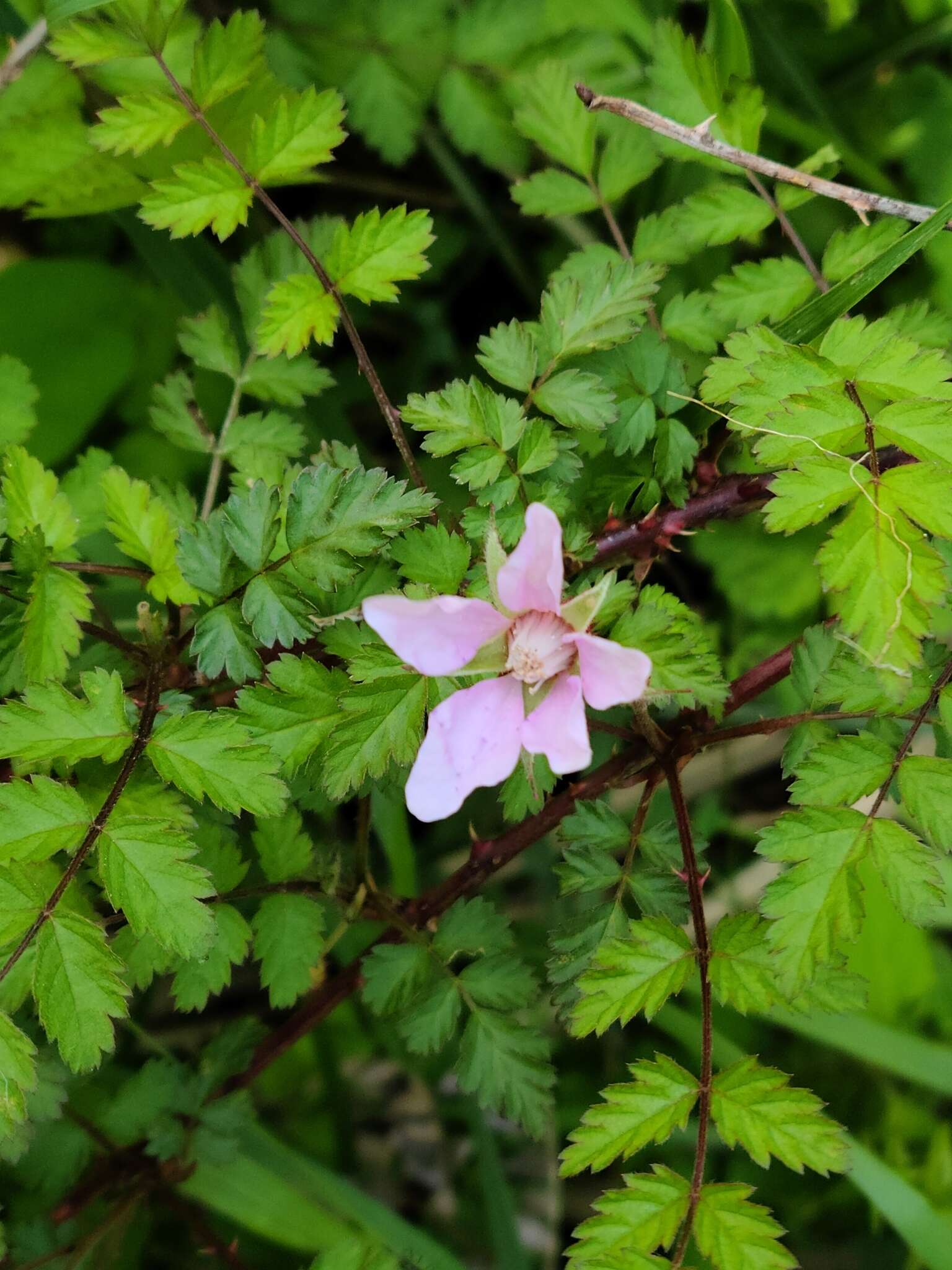 صورة Rubus pungens var. oldhamii (Miq.) Maxim.