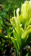 Image of Cusick's Indian paintbrush