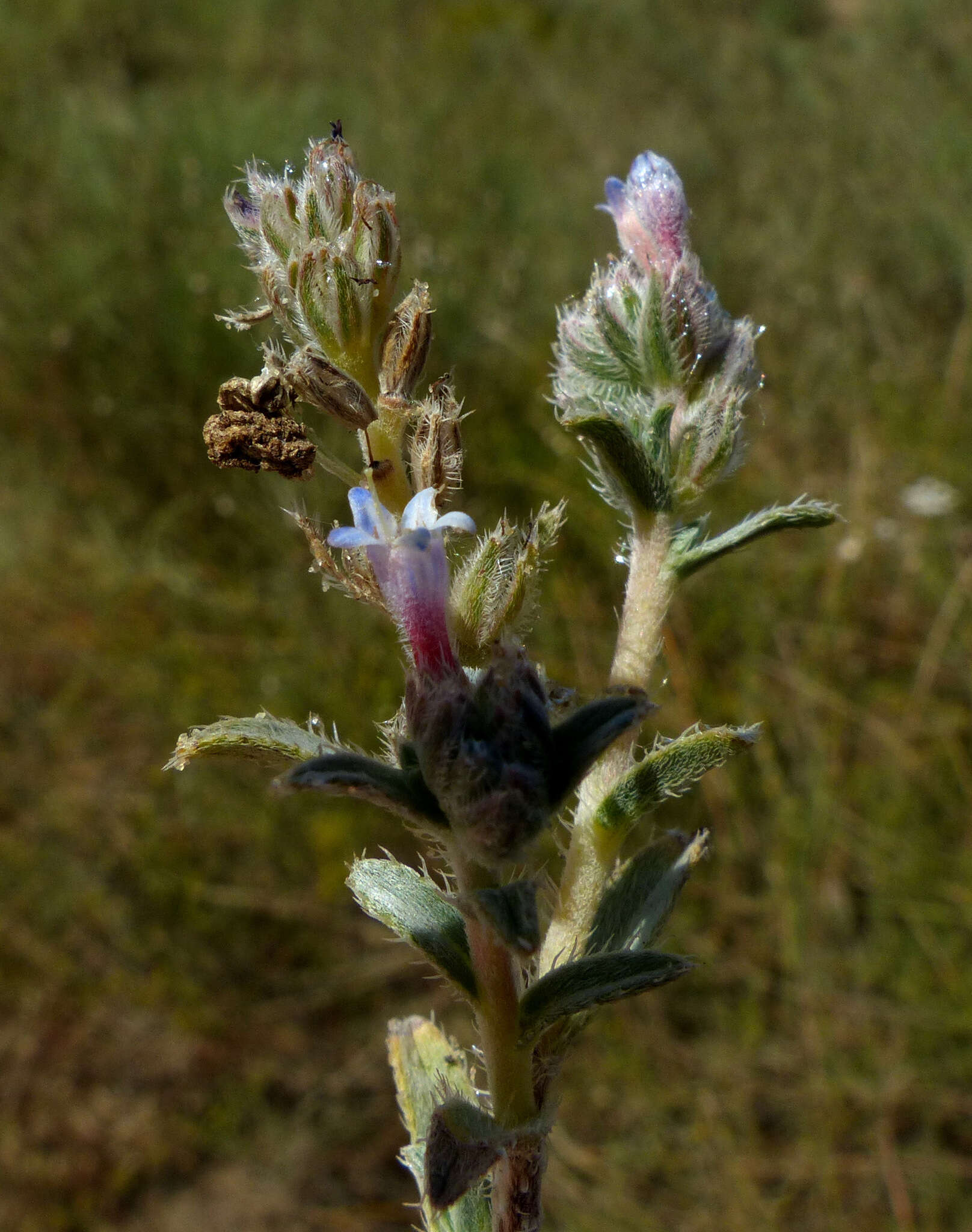 Слика од Moltkiopsis ciliata (Forsk.) I. M. Johnst.