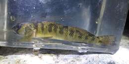 Слика од Etheostoma olmstedi Storer 1842