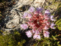 Image of Dilatris corymbosa P. J. Bergius