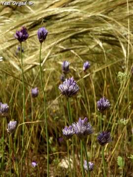 Image of wild onion