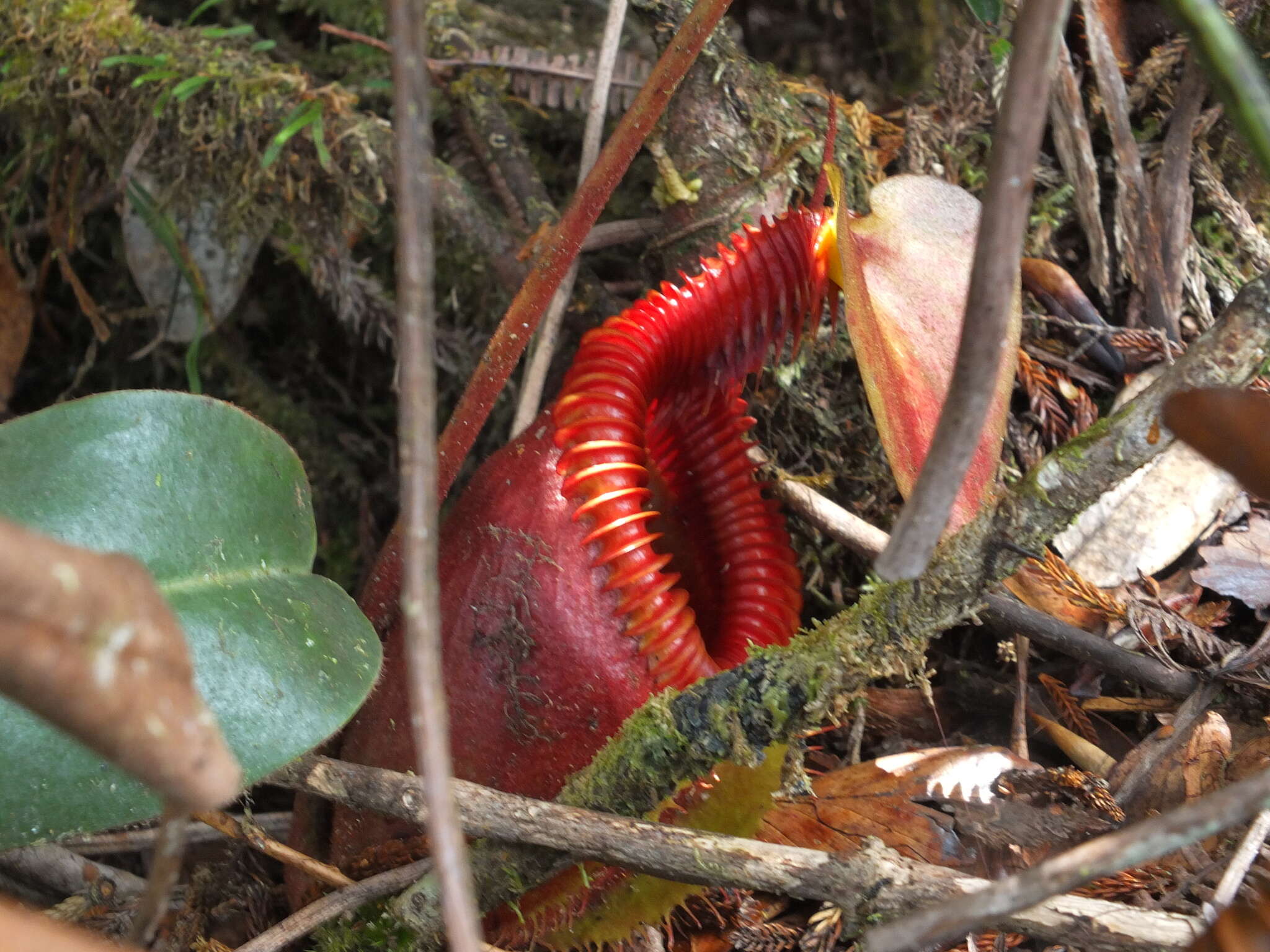 Слика од Nepenthes villosa Hook. fil.