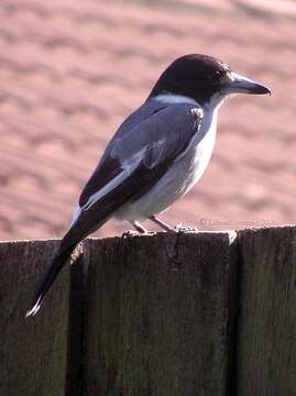 Image of Grey Butcherbird