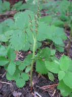 Image of grapefern