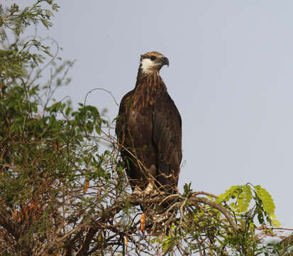 Haliaeetus vociferoides Des Murs 1845 resmi