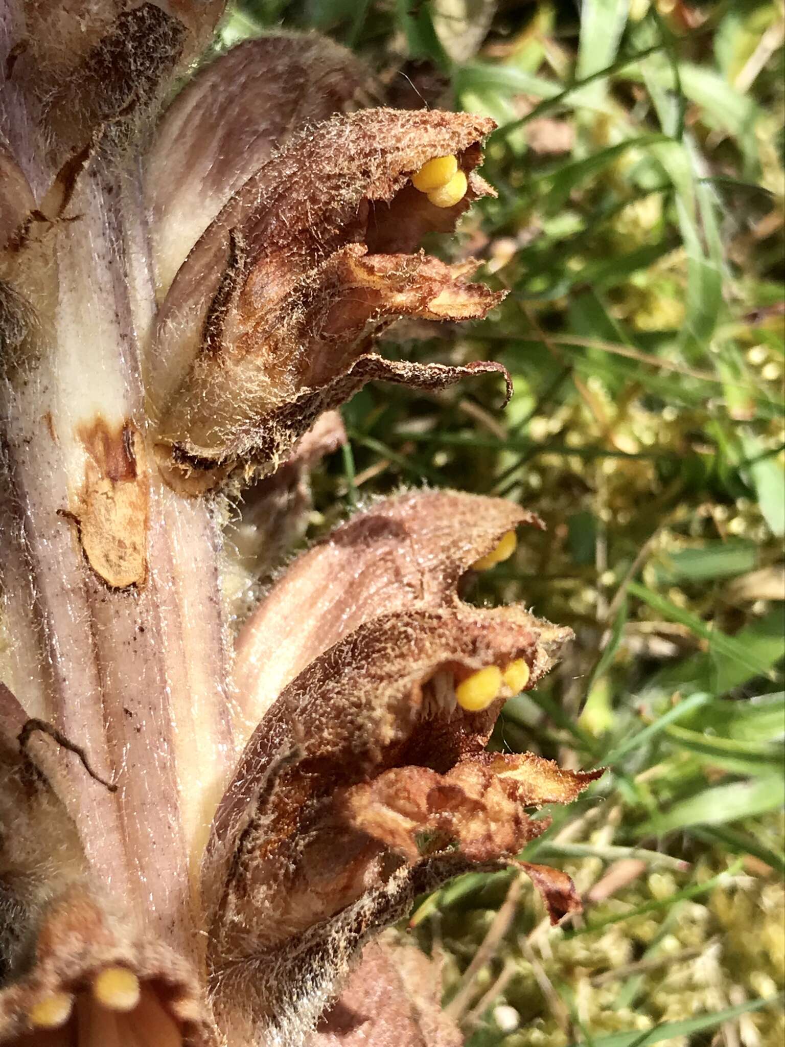 Image of greater broomrape