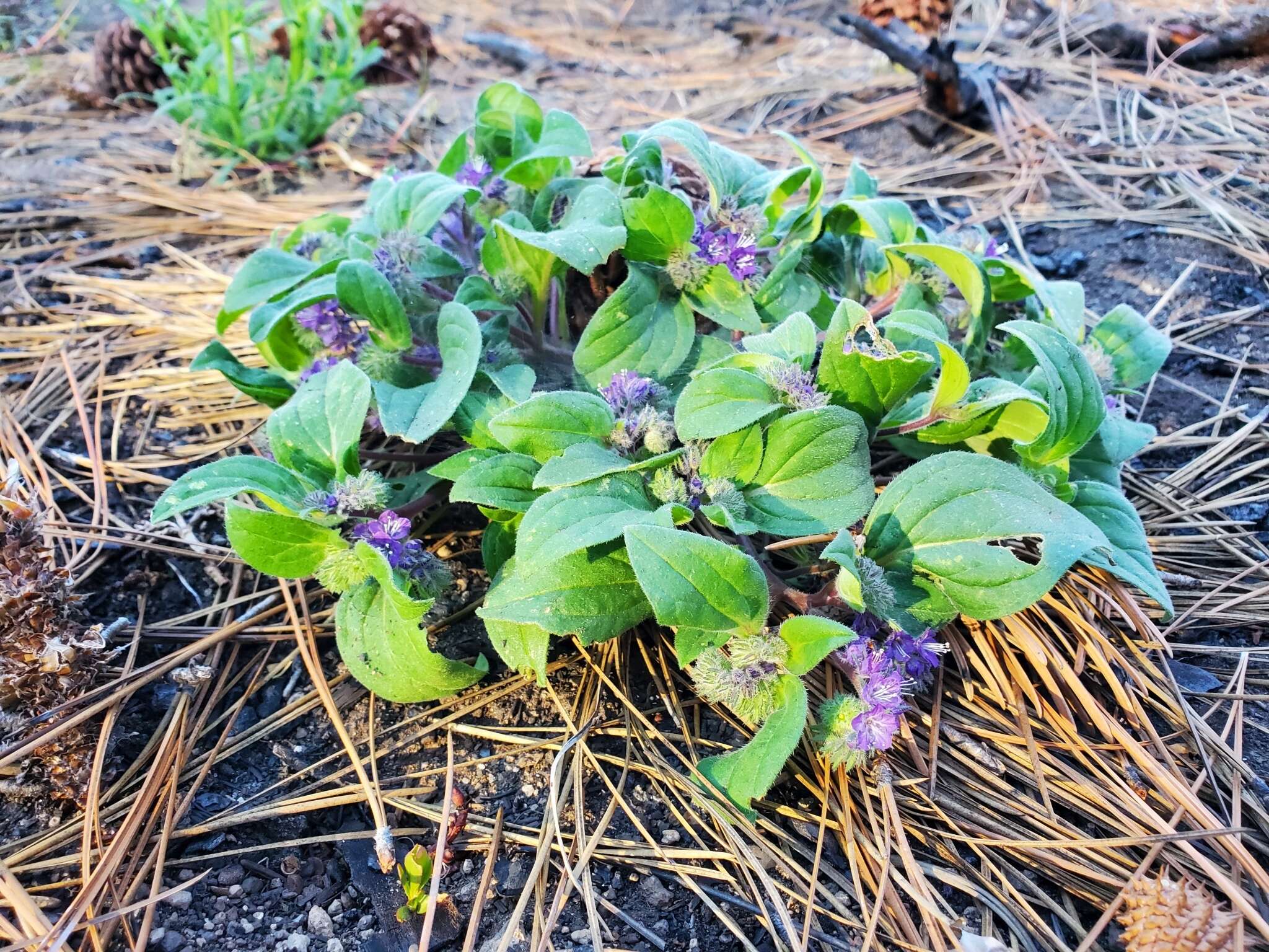 Image of low phacelia