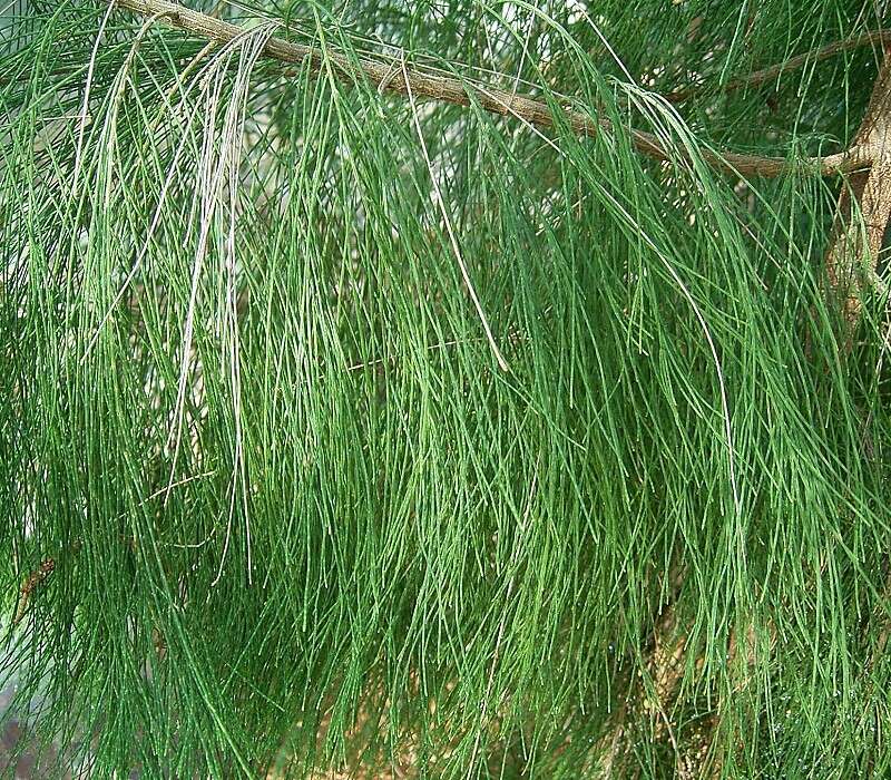 Image of beach sheoak