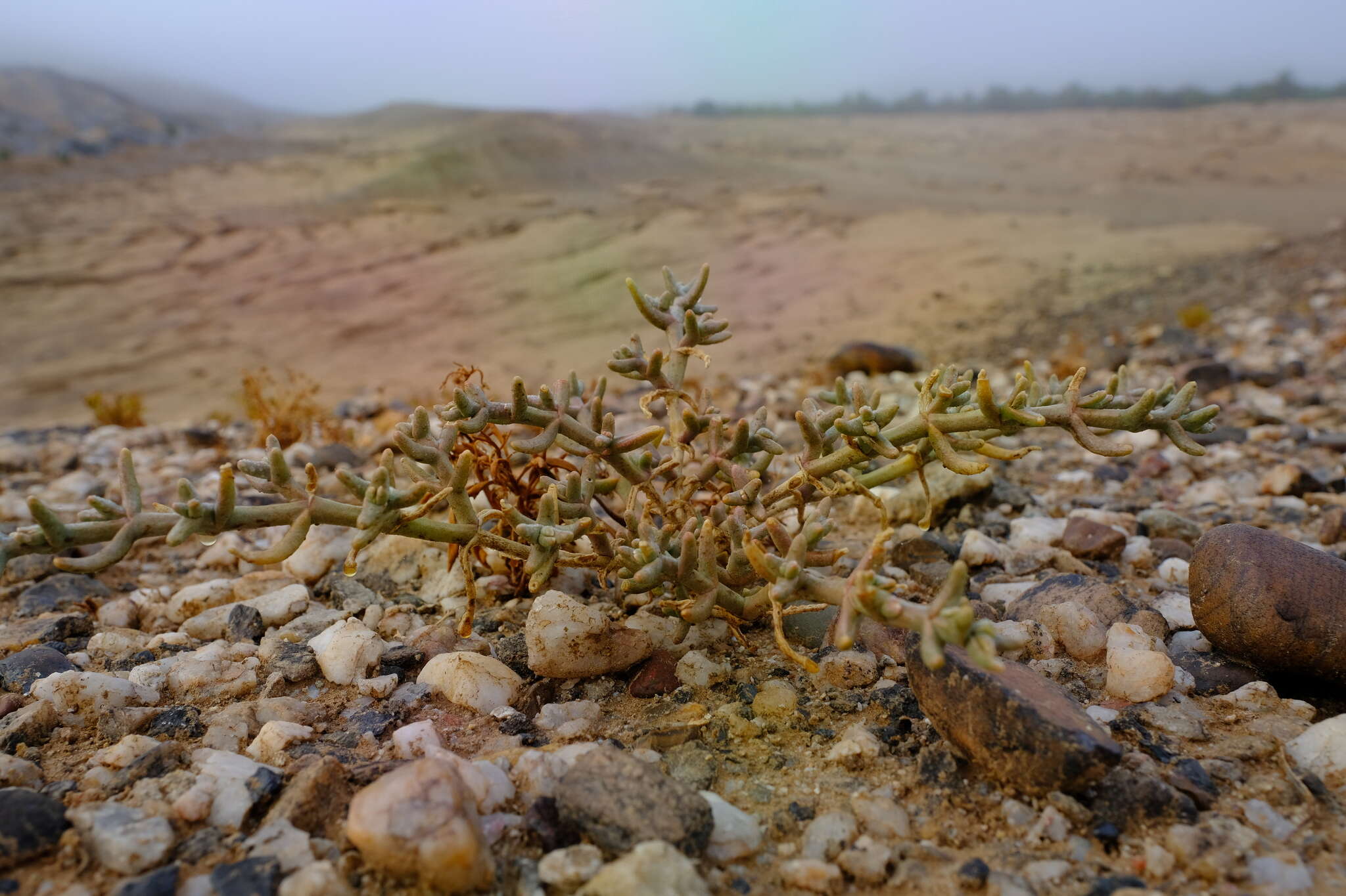 Mesembryanthemum salicornioides Pax的圖片