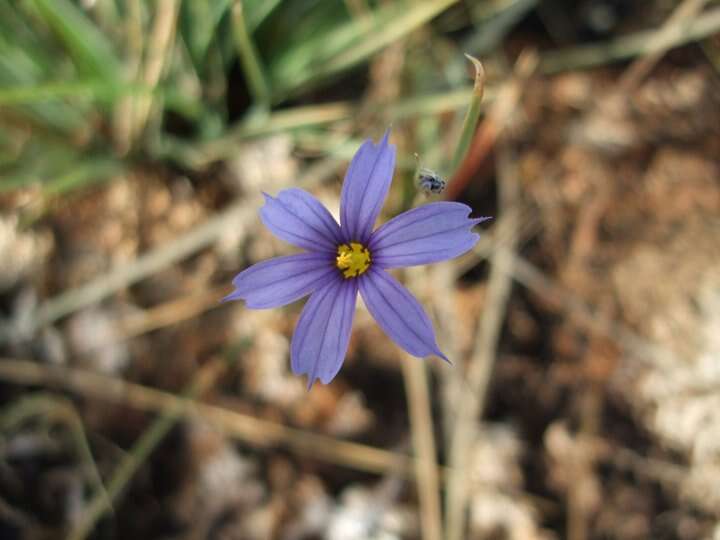 Image of Funeral Mountain blue-eyed grass