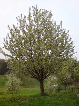 Image of gean, wild cherry