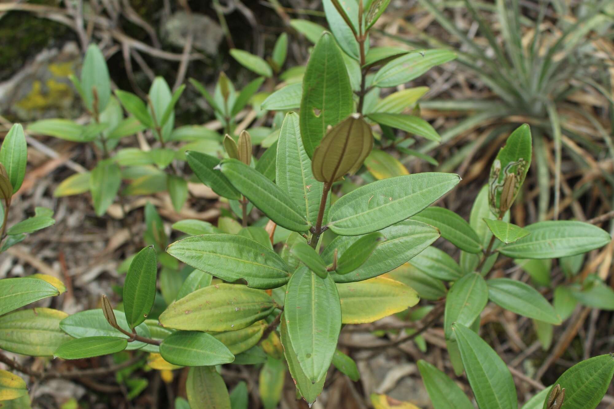 Image of Miconia squamulosa (Sm.) Triana