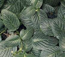 صورة Fittonia albivenis (Lindl. ex Veitch) R. K. Brummitt